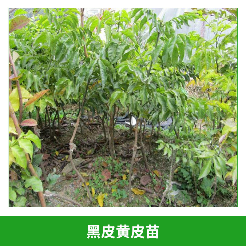 黃皮苗圖片/黃皮苗樣板圖 (3)