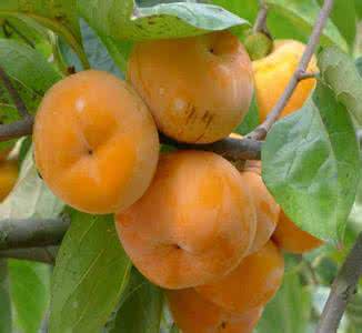 柿子苗圖片/柿子苗樣板圖 (2)