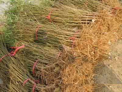 桃樹苗圖片/桃樹苗樣板圖 (4)