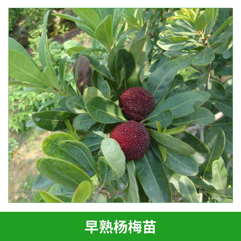 楊梅苗圖片/楊梅苗樣板圖 (3)
