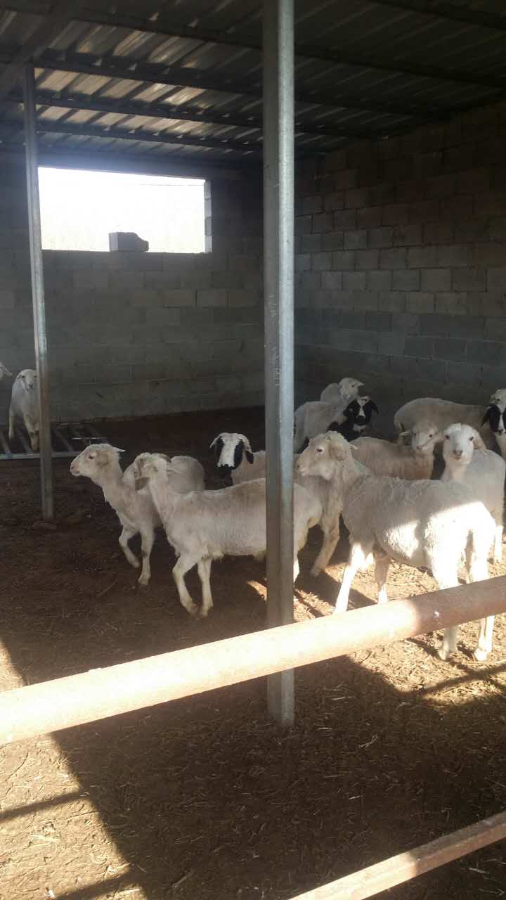 河北優(yōu)質(zhì)山羊出售圖片/河北優(yōu)質(zhì)山羊出售樣板圖 (3)