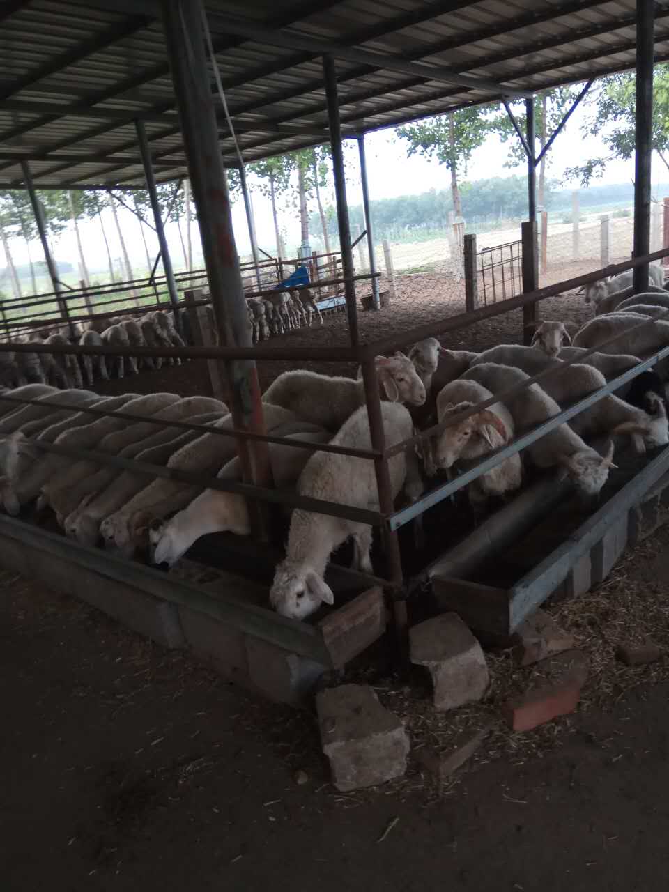 河北優(yōu)質(zhì)山羊出售圖片/河北優(yōu)質(zhì)山羊出售樣板圖 (2)