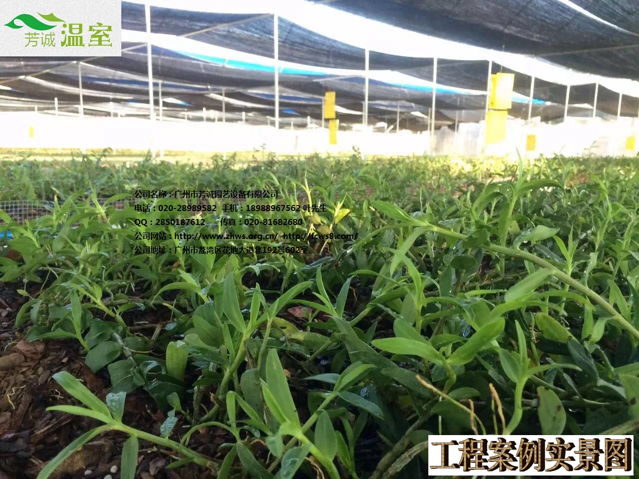 鐵皮石斛貯藏，建石斛大棚聯(lián)系芳誠，廣東大棚廠家。石斛大棚種植