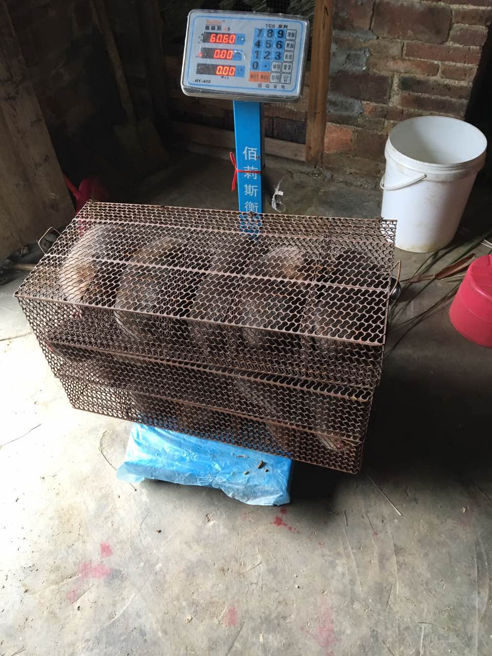 廣東竹鼠養(yǎng)殖圖片/廣東竹鼠養(yǎng)殖樣板圖 (1)