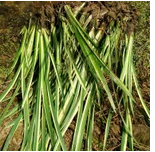 草坪 百慕大草卷 工程綠化苗 工程綠化竹 *球 藝術造型 籽播苗 攀援植物 色塊苗 水生植物 一兩年生草花