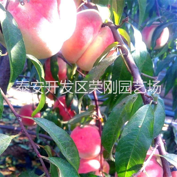 金秋紅密桃樹(shù)苗