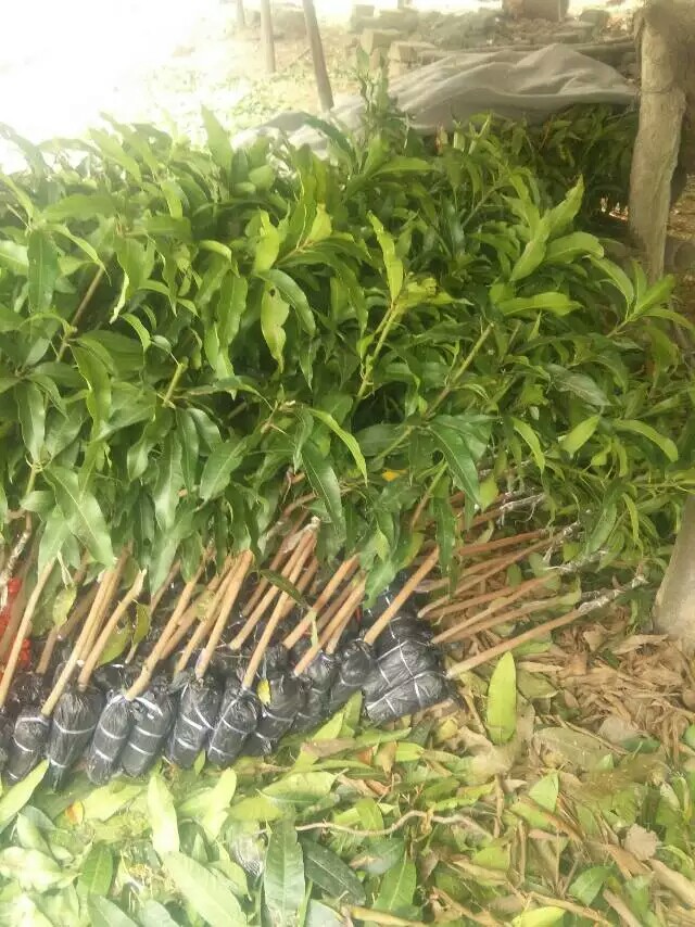 芒果苗圖片/芒果苗樣板圖 (3)