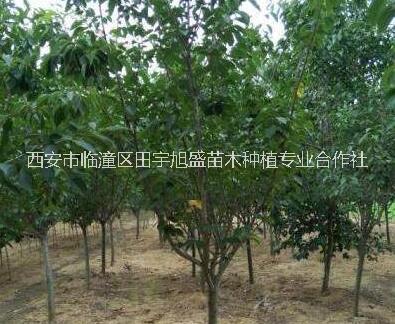 七葉樹樹苗*供應(yīng)七葉樹樹苗西安果樹苗木種植苗圃優(yōu)質(zhì)七葉樹樹苗