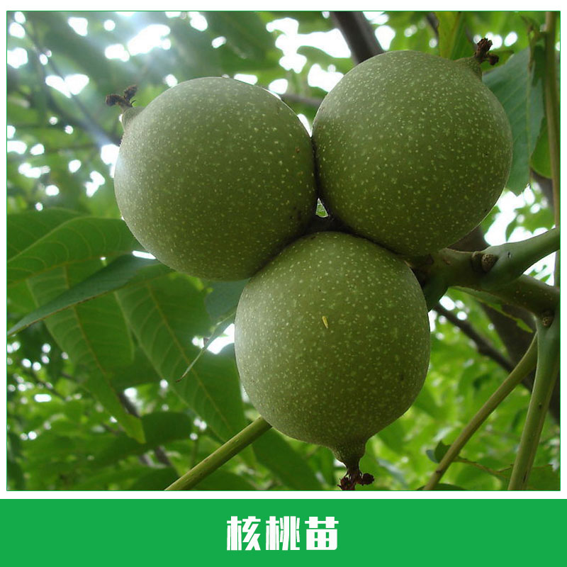 核桃苗銷售圖片/核桃苗銷售樣板圖 (2)