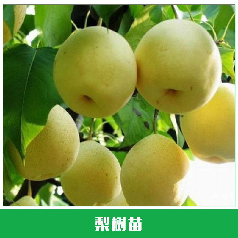 梨樹苗圖片/梨樹苗樣板圖 (1)