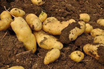 荷蘭十五黃皮大土豆圖片/荷蘭十五黃皮大土豆樣板圖 (4)