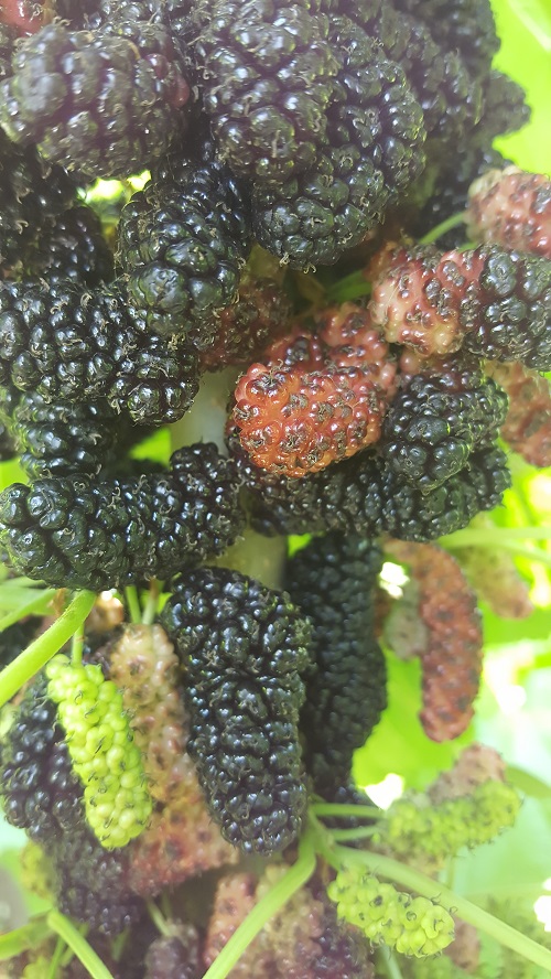 果桑新品種圖片/果桑新品種樣板圖 (2)