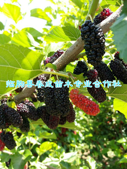 果桑新品種圖片