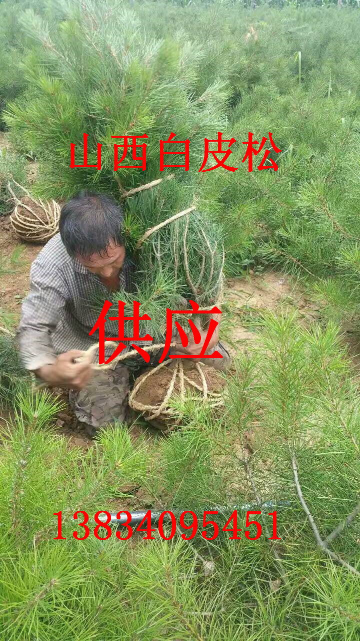 白皮松圖片/白皮松樣板圖 (3)