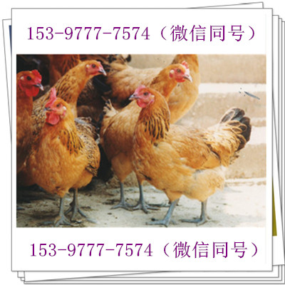 資陽雞苗，資陽雞苗批發(fā)市場頸部