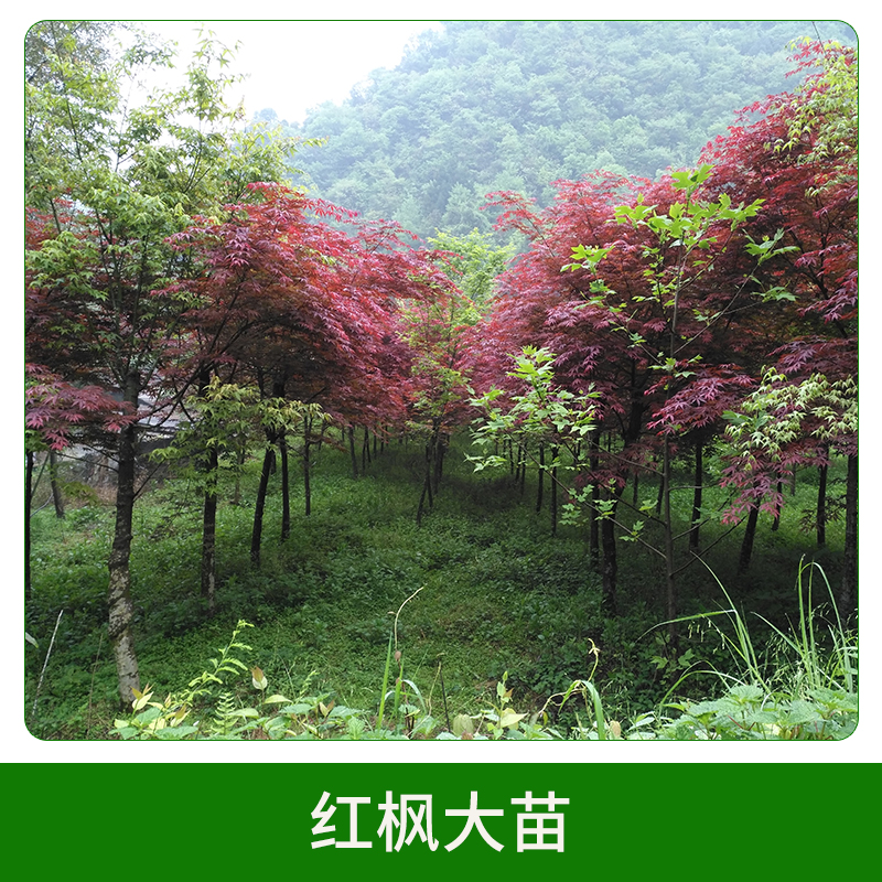 紅楓大苗圖片