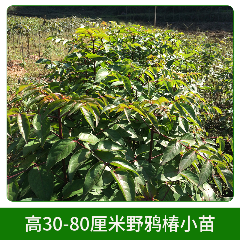 高30-80厘米野鴉椿小苗圖片/高30-80厘米野鴉椿小苗樣板圖 (4)