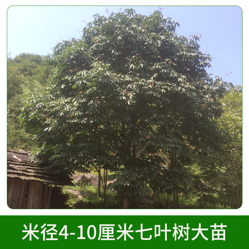 米徑4-10厘米七葉樹(shù)大苗圖片/米徑4-10厘米七葉樹(shù)大苗樣板圖 (3)