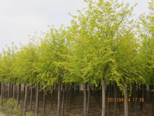 供應(yīng)金葉榆苗木出售 高接金葉榆苗木批發(fā) 高接金葉榆苗木供應(yīng)商