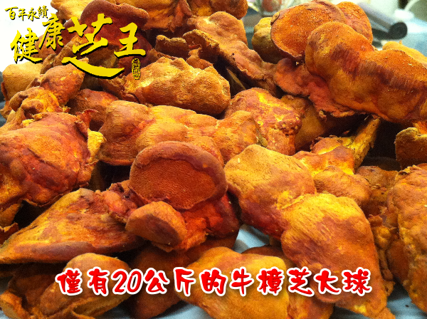 牛樟芝圖片/牛樟芝樣板圖 (2)