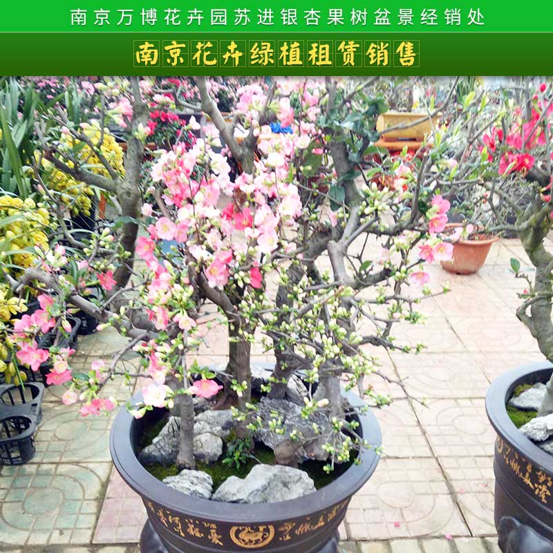 南京花卉绿植租赁销售图片