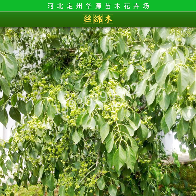 河北苗圃基地直銷絲綿木樹苗綠化苗木白杜/絲綿木土球苗/裸根苗