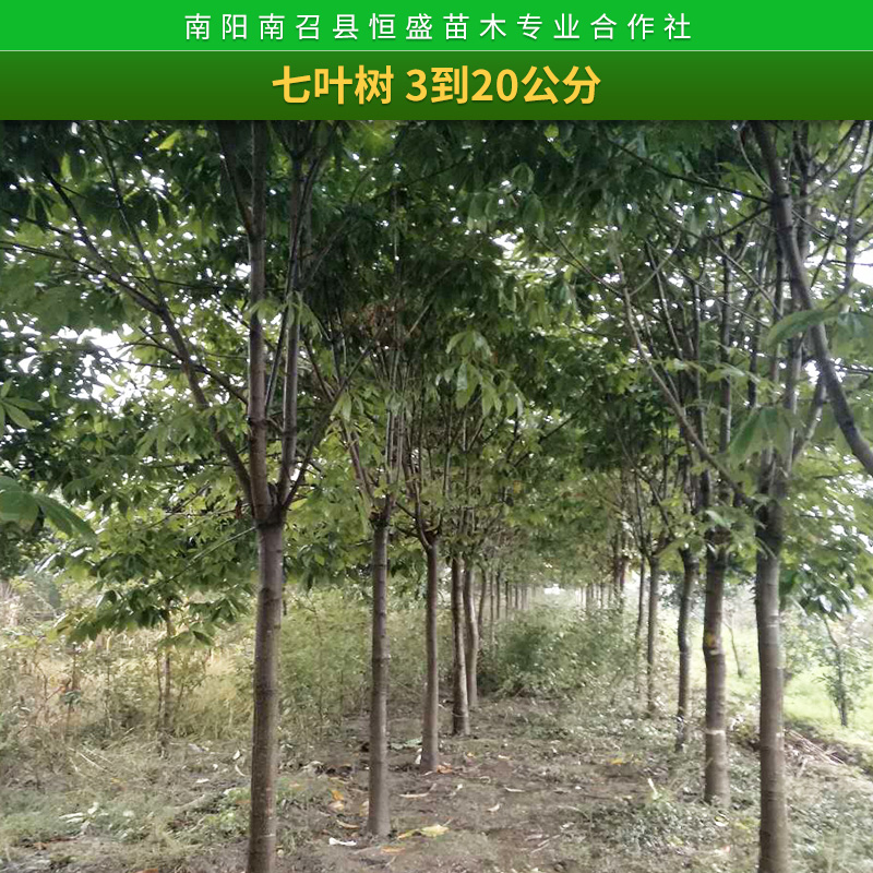 苗木基地七葉樹樹苗 供應(yīng)工程綠化苗 出售優(yōu)質(zhì)七葉樹 規(guī)格齊全