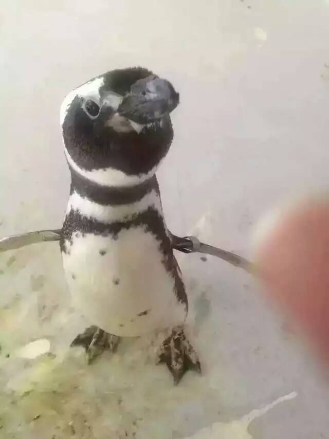廣東動物表演圖片