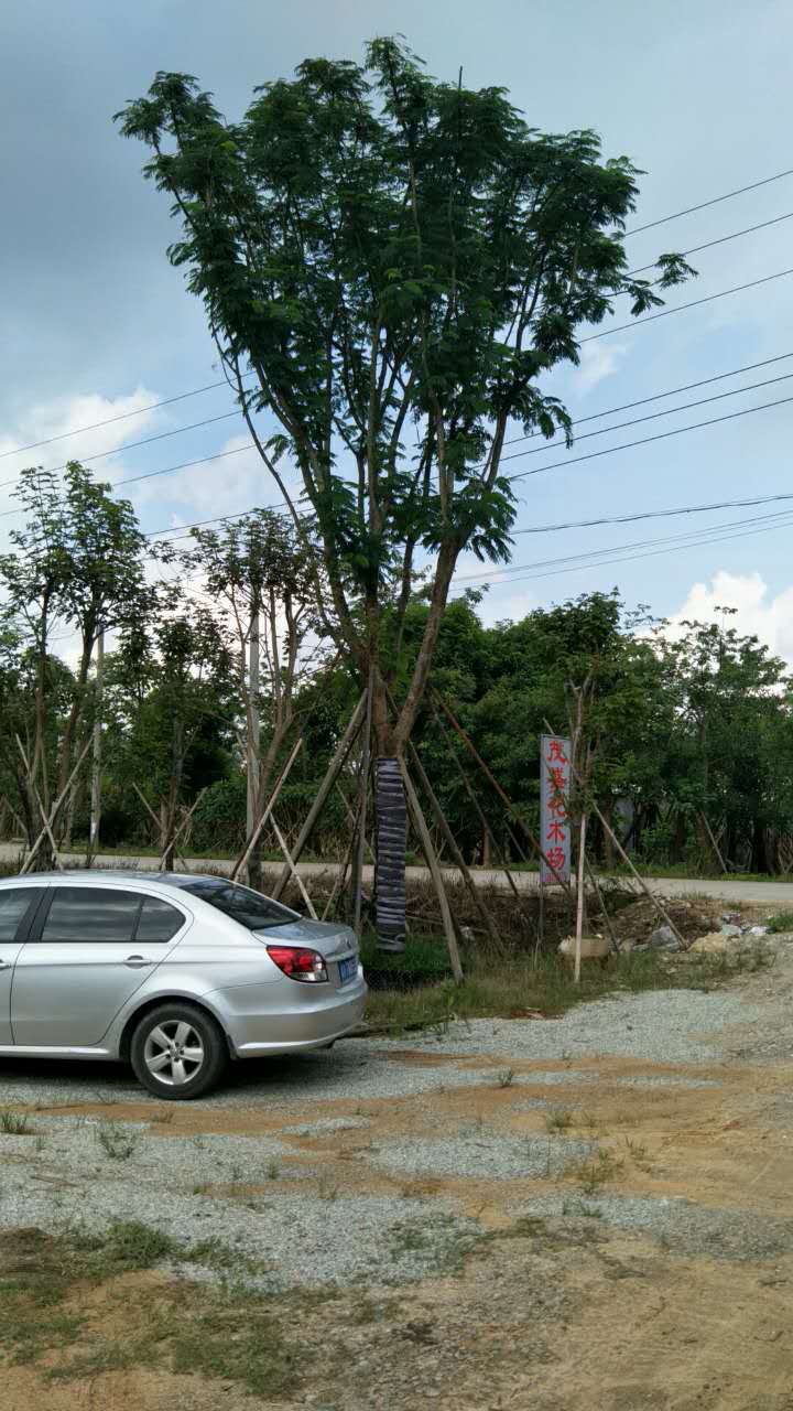 鳳凰木5一30公分圖片/鳳凰木5一30公分樣板圖 (4)