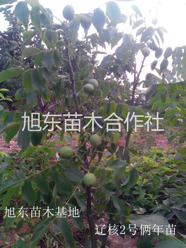 清香薄殼核桃苗圖片/清香薄殼核桃苗樣板圖 (3)