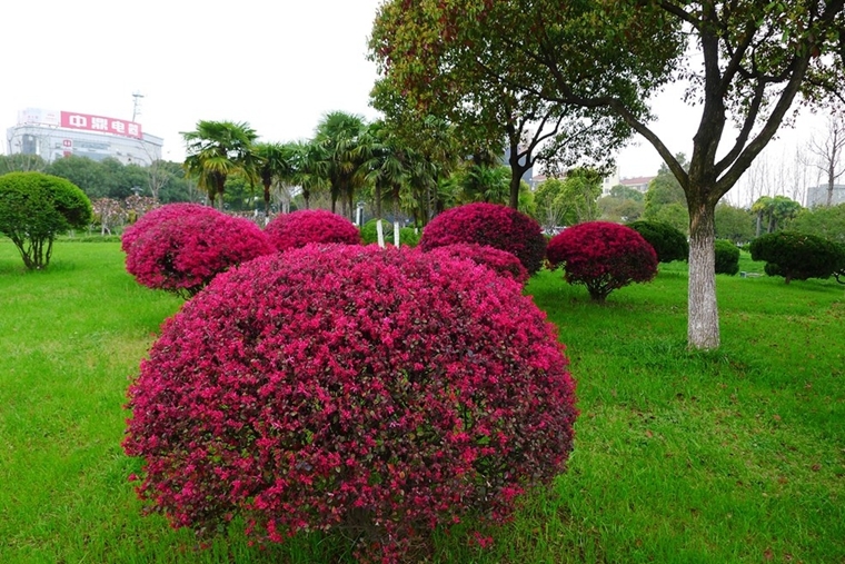 苗圃直銷樹苗庭院四季常青綠化苗木 紅花繼木小苗