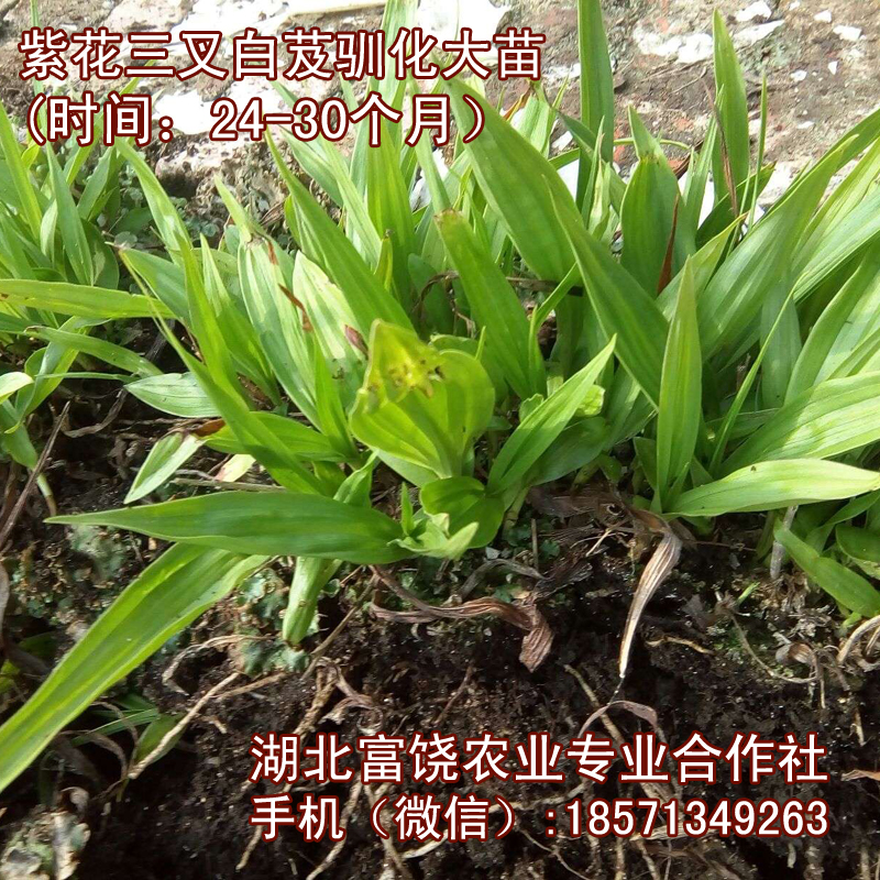 湖北紫花三叉白芨馴化大苗圖片