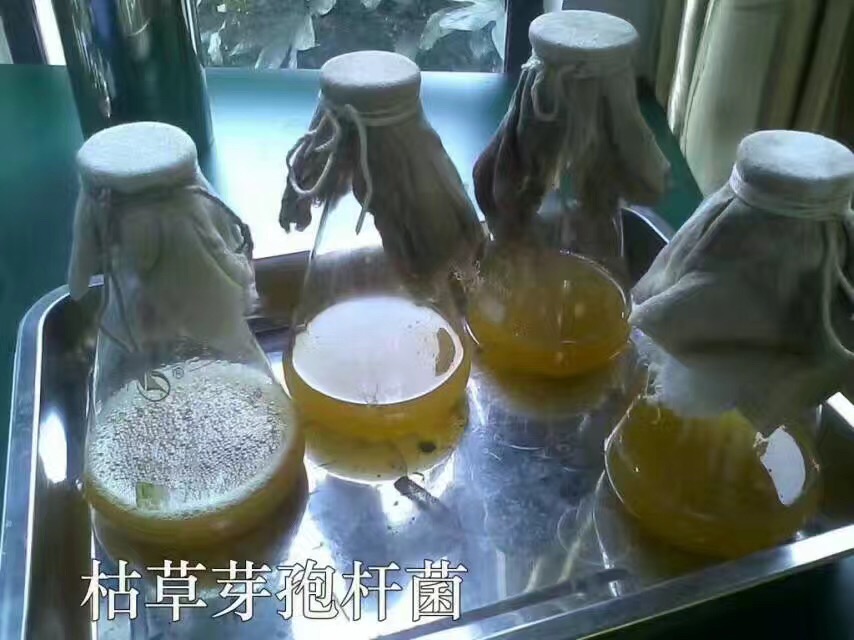 泰安市有机肥厂用微生物菌剂枯草芽孢杆菌厂家