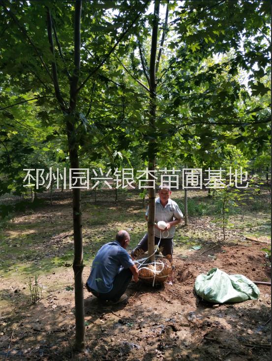 徐州銀杏圖片/徐州銀杏樣板圖 (4)