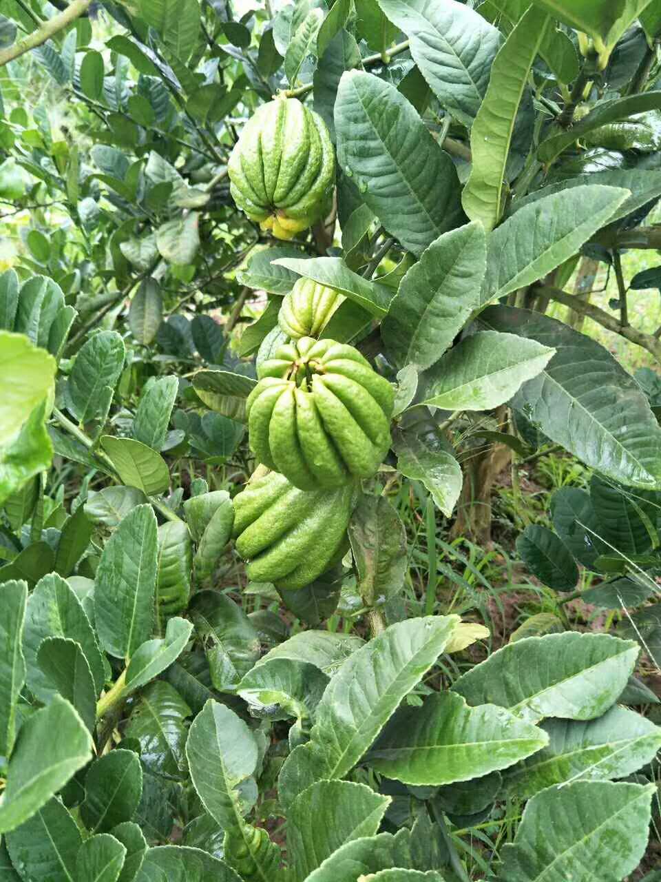 佛手種植示范產(chǎn)業(yè)園圖片