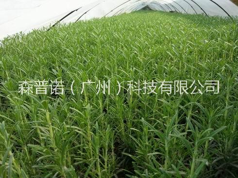 迷迭香種苗圖片/迷迭香種苗樣板圖 (1)