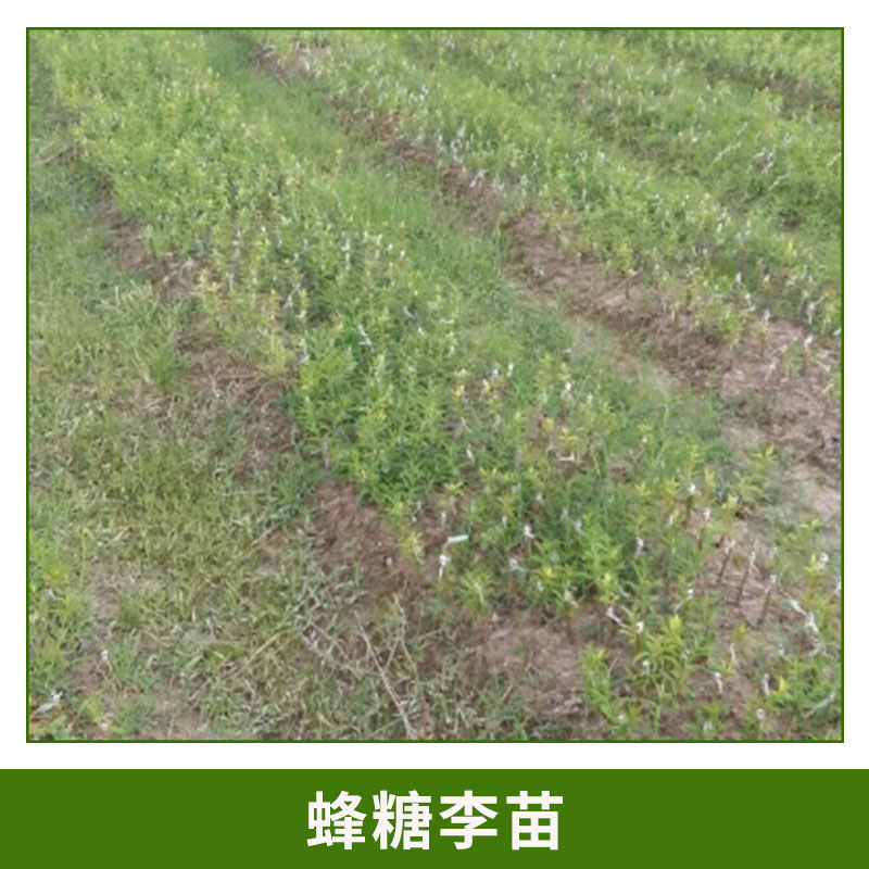 蜂糖圖片/蜂糖樣板圖 (2)