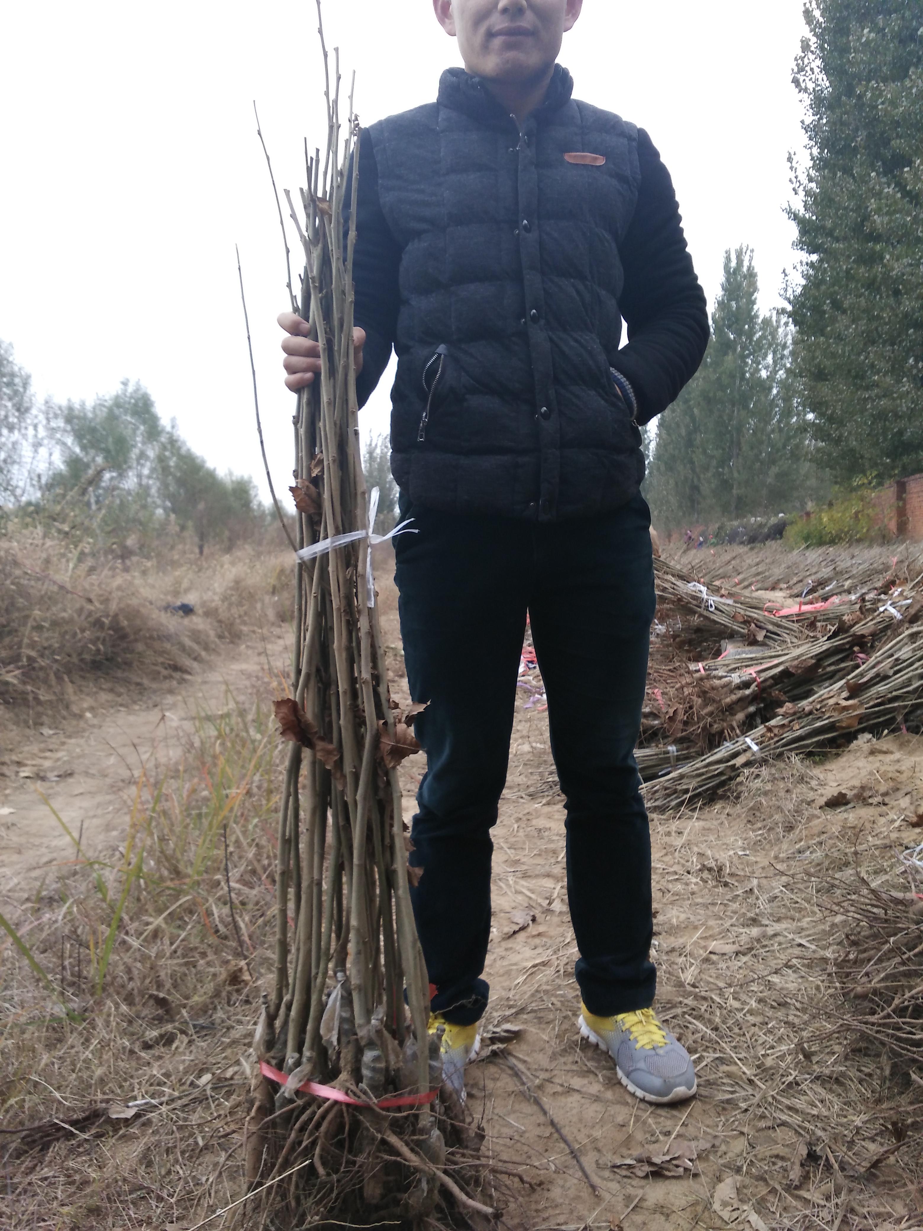 板栗苗圖片/板栗苗樣板圖 (4)