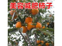 山西柿子苗基地圖片