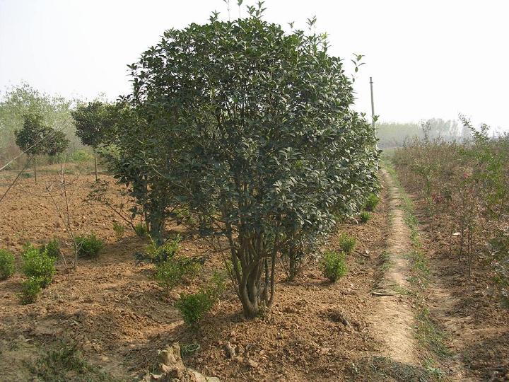 大桂花圖片/大桂花樣板圖 (1)