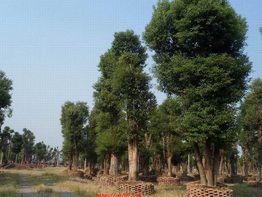 多頭直生香樟圖片/多頭直生香樟樣板圖 (2)