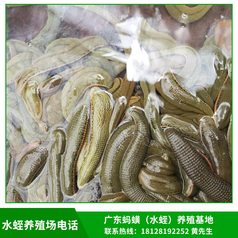云南水蛭多少錢一斤|云南哪里有水蛭養(yǎng)殖場(chǎng)|云南哪里有水蛭賣