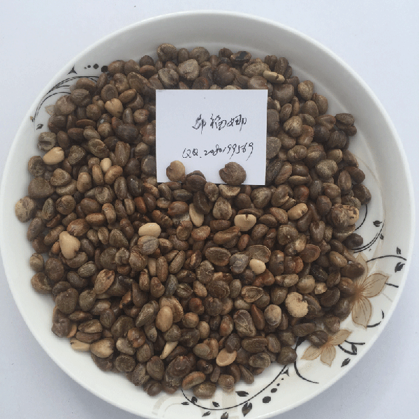 布福娜種子圖片/布福娜種子樣板圖 (4)