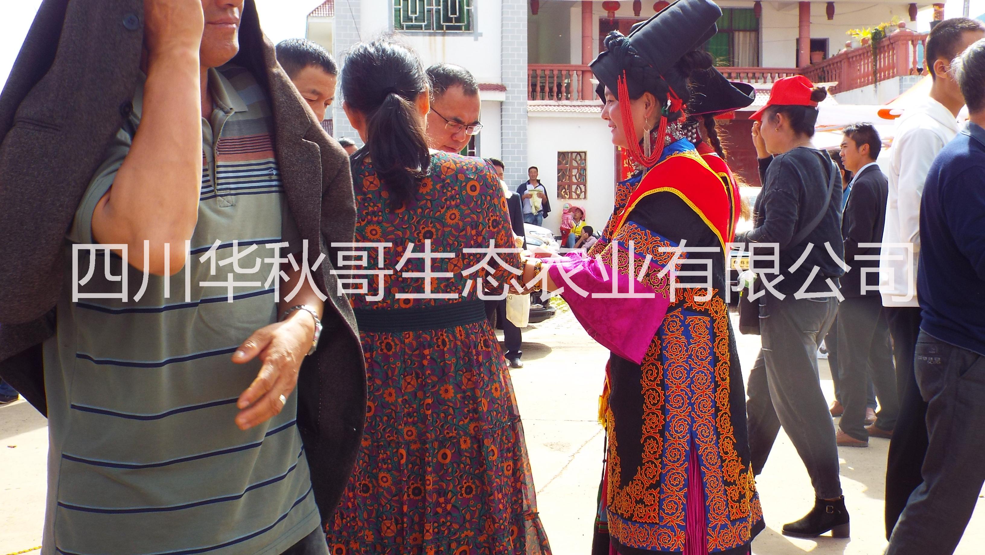 鹽源冰糖心蘋果圖片/鹽源冰糖心蘋果樣板圖 (4)