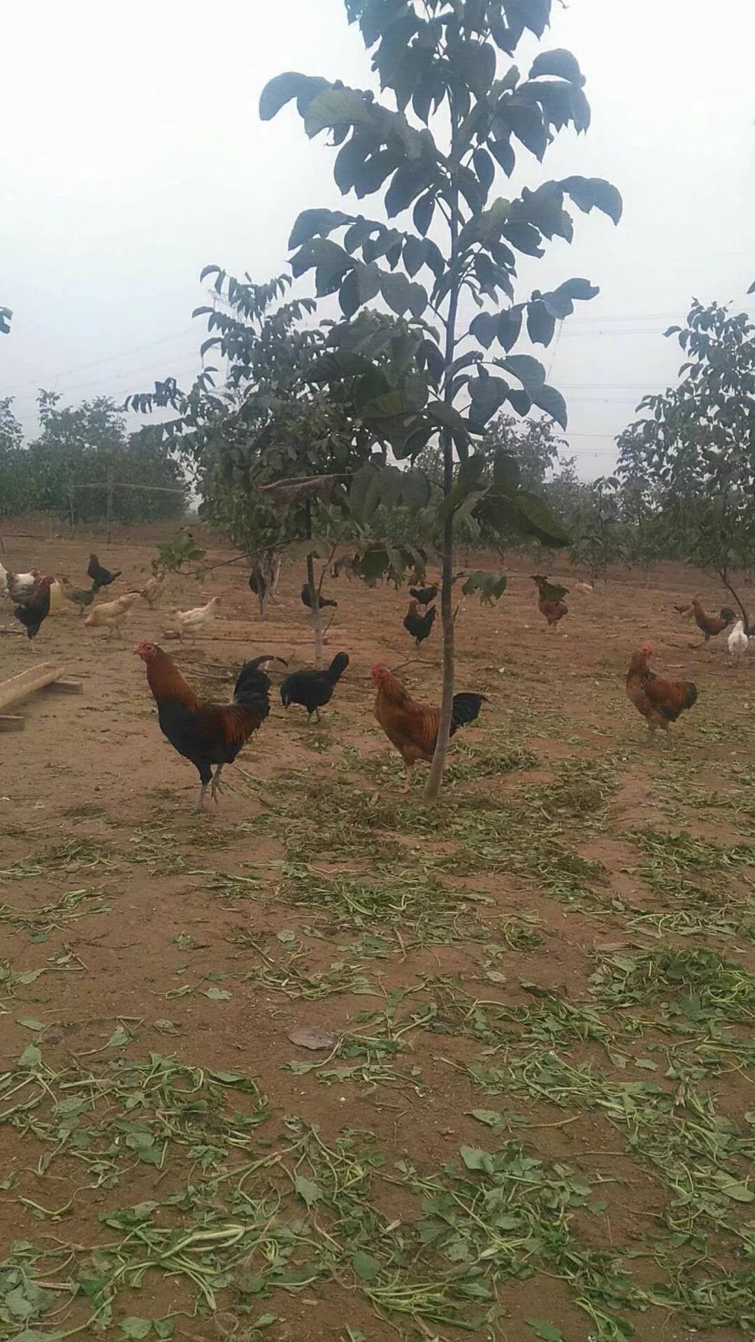 華北柴雞圖片/華北柴雞樣板圖 (1)