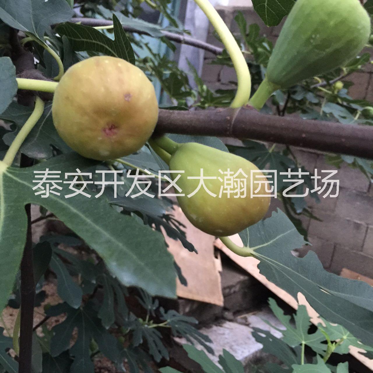 供應(yīng)山東大青皮無花果苗批發(fā) 無花果苗報(bào)價(jià) 大青皮無花果苗供應(yīng)商