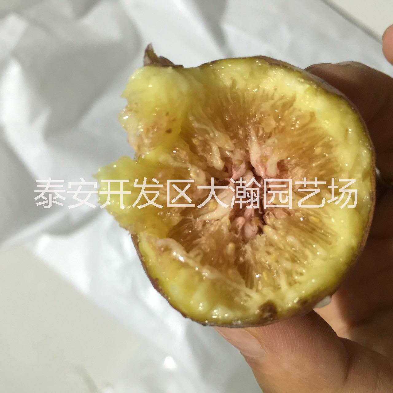 花果苗圖片/花果苗樣板圖 (2)