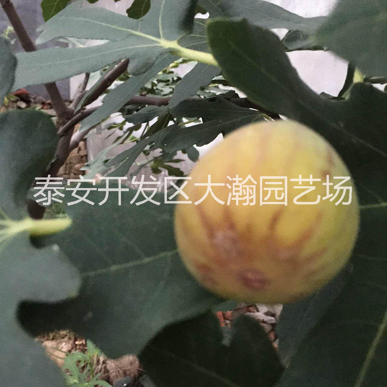花果苗圖片/花果苗樣板圖 (3)