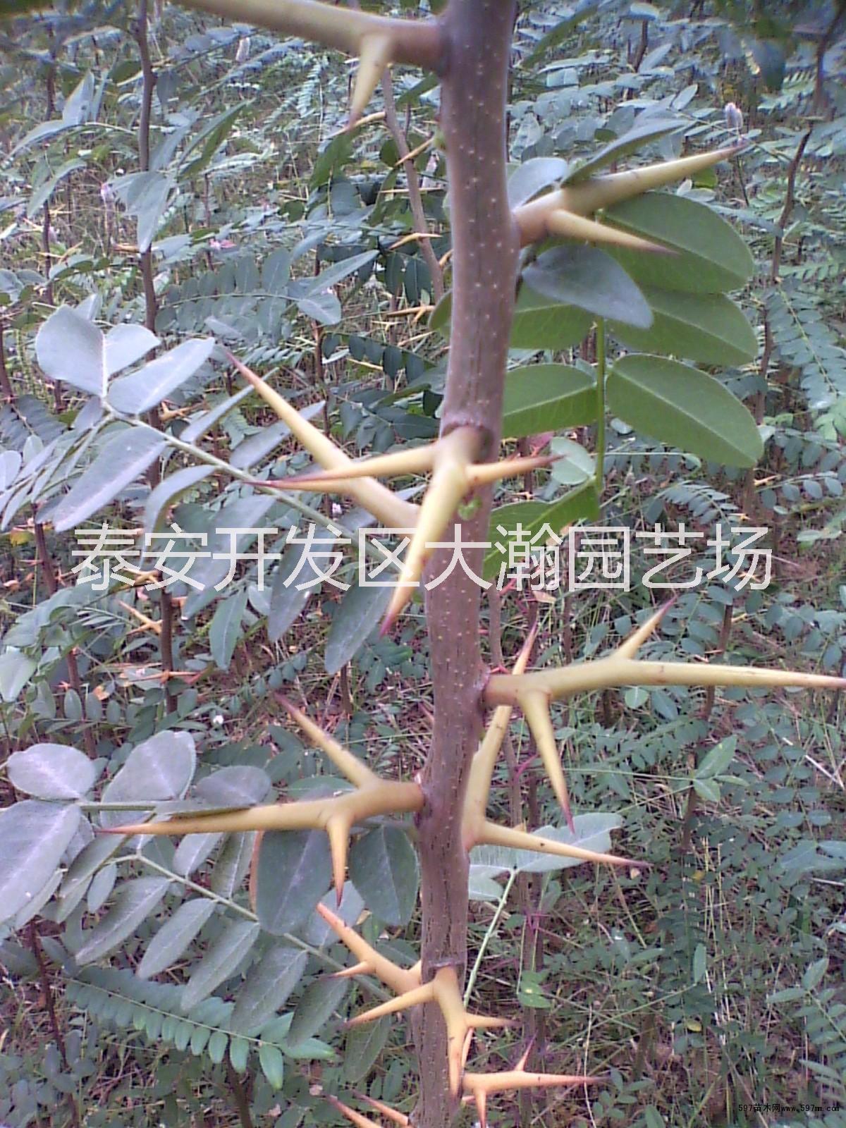 皂角樹(shù)苗圖片/皂角樹(shù)苗樣板圖 (1)