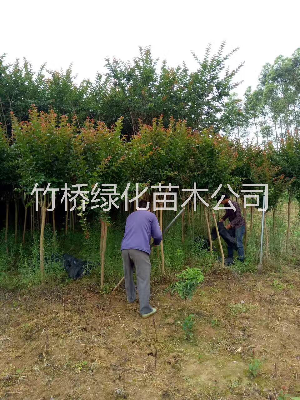 紫薇樹圖片/紫薇樹樣板圖 (3)